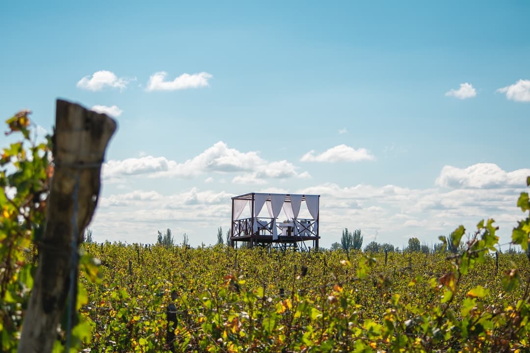 Mesa de degustacion montada entre hileras de vinedo con platos y botellas en primer plano