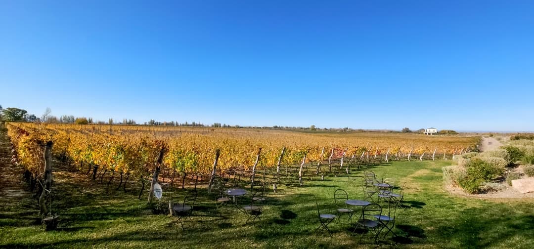 Vista panorámica de viñedos en otoño con cielo azul intenso
